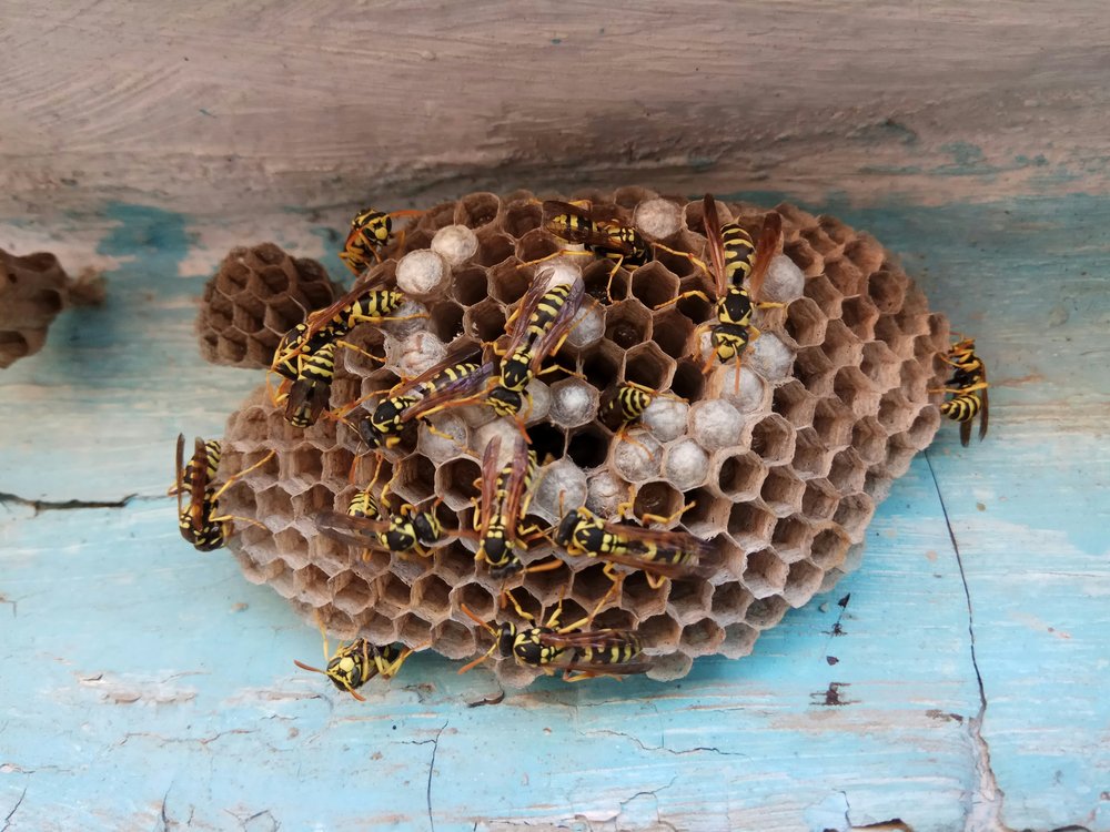 Wasp nest with several wasps on a wood beam